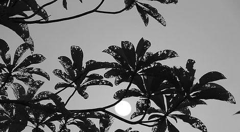 一、 八字无桃花之男性易沦为“老剩男”之命理阐释