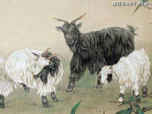 2026年属羊的人运势如何？羊在2026年会遇到哪些吉凶？