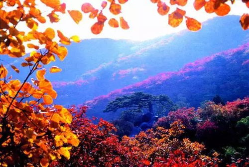 二、2026年最新分区攻略！看完直接emo