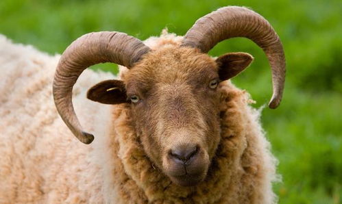 2026年属羊财运如何，命理分析具体是什么？