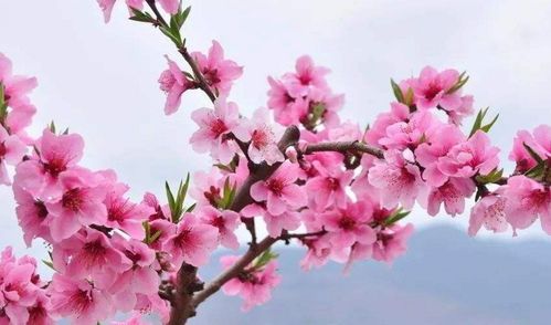 （一） 桃花位的精准定位与环境营造