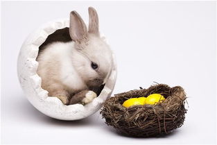 2026年属兔的人事业运势如何，有哪些旺事业的方法？