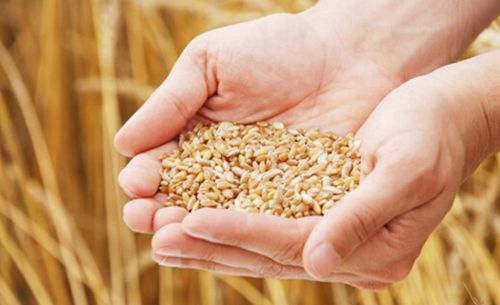 救命！心理学家说梦见粮食居然暴露了这些心理秘密