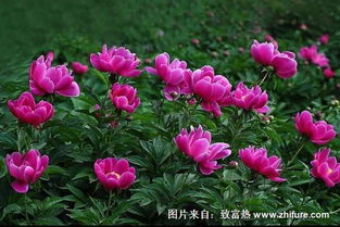 三、 国学视域下芡药的象征意涵与人文价值