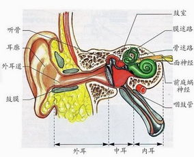 右耳朵发热是招风耳朵还是正常耳朵，预示吉凶？