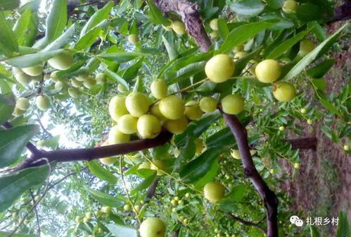 三、 琴叶榕（Ficus lyrata）的风水属性与养护要点