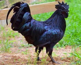 陶犬瓦鸡是什么生肖的动物？