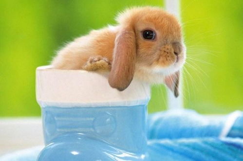 1951年属兔男性晚年婚姻状况如何？