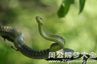 梦见锅里煮蛇蛇没死，这难道不是预示着什么不幸即将发生吗？