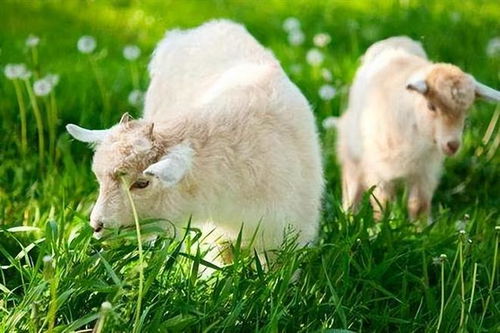 2026年属羊的人桃花运和感情运势如何？