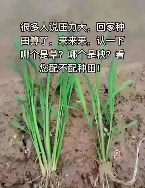 秧苗梦境之情感解码