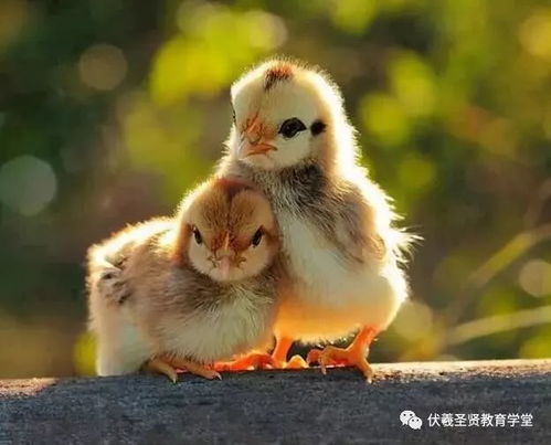 郑卫桑间生肖是何动物？