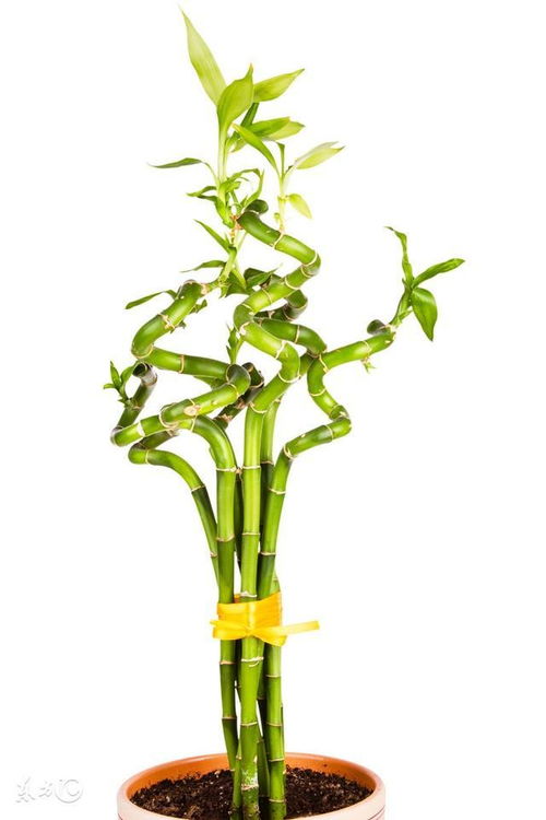 象征意义与能量特征