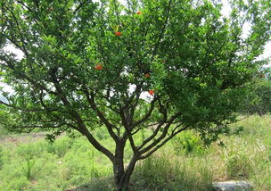 三、 土壤环境与排水条件之关键性分析