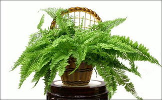 二、古树风水的启示：自然力量的运用