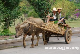 梦见被牛咬腿是什么预兆，周公解梦如何解释这样的梦境？