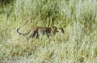 ：生态冲突与生肖象征的深层隐喻