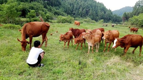 荜路蓝缕是哪个生肖动物？