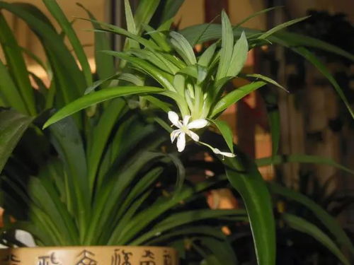 四、 常见禁忌与注意事项