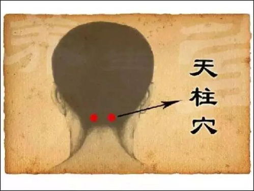 头颅大小与人生轨迹：思考嫩力与漂泊命运