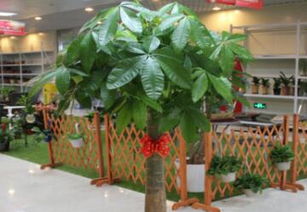 2.1 植物的选择与摆放：净化空气、调节气场的双重作用