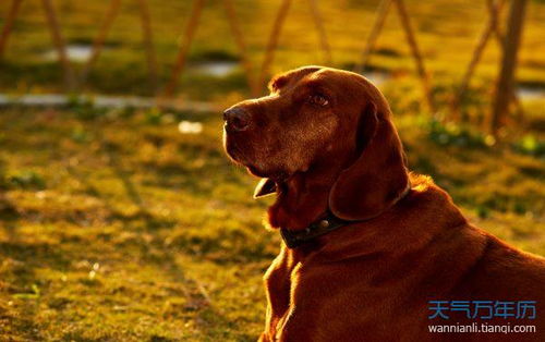 2026年属狗人3月运势中，穿什么颜色衣服能带来好运？