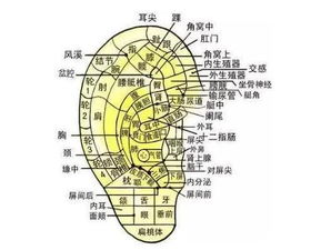 耳朵名字评分系统