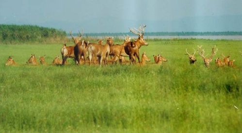 石首麋鹿园：2026年水逆期踩雷实录与黄历避坑指南