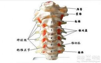2. 神经根型颈椎病（信号二）