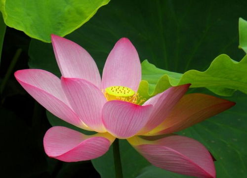 莲花手相的象征意义
