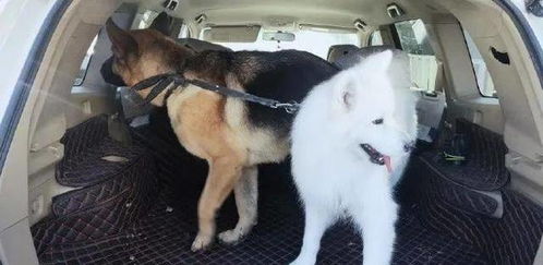 孕妇在孕8个月时经常做梦被大狗追赶，这种情况正常吗？