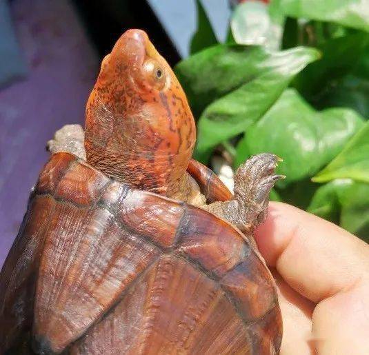 ：养龟风水观念的历史溯源与现实争议