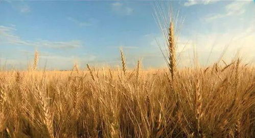 芒种节气的时空定位与词源考辨