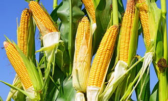 啊！玉米！这玩意儿做梦都能梦见？