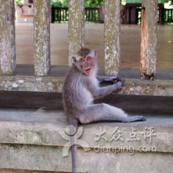 猴子捞水中月影：内心的恐惧与失落