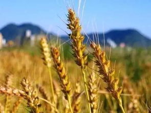 五行说这梦要人命