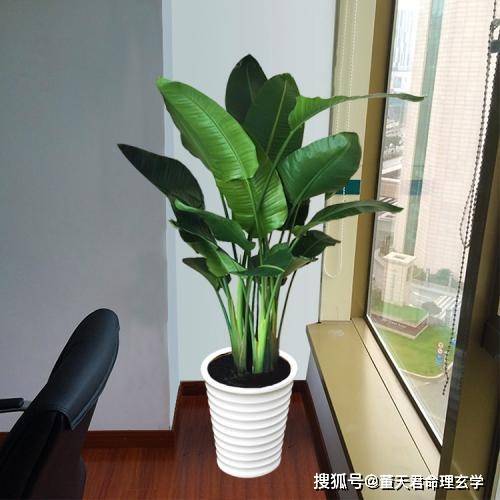 一、  办公植物五行属性与办公场能量的映射关系