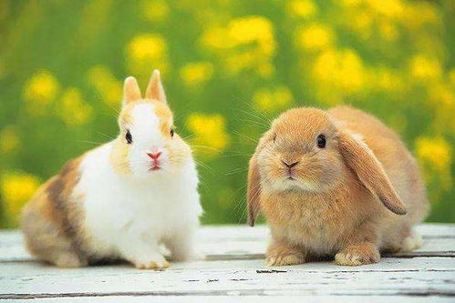 2026年属兔6月提车吉日和1月最佳提车日分别是哪天？