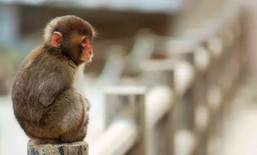 2026年属猴的最佳贵人都有谁？