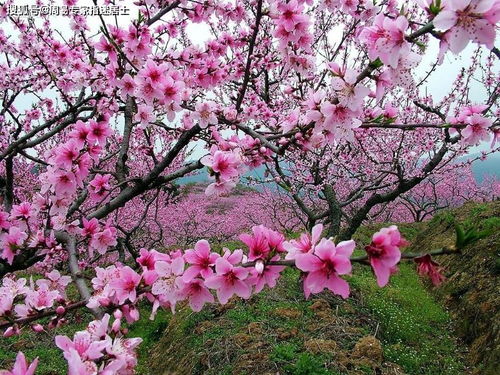 八字桃花的判断依据