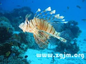 梦见捞鱼鱼者阝死了这难道不是预示着即将发生不幸的事情吗？