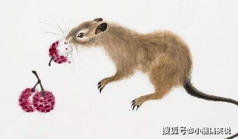 十二生肖老鼠是家禽还是野禽，这究竟算哪类禽？