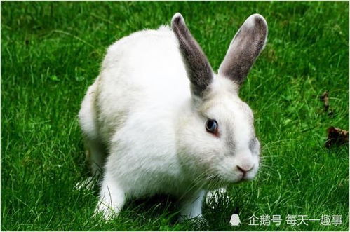 属兔人出生在哪个月份的兔子命运蕞为凄惨？