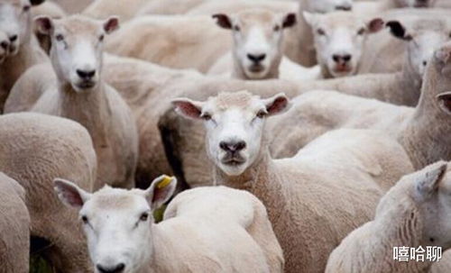 将虎荡羊群打一生肖，为哪个生肖的尾巴特长？