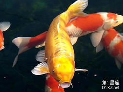 金锦鲤在风水文化中扮演着怎样的角色，其作用究竟有何独特之处？