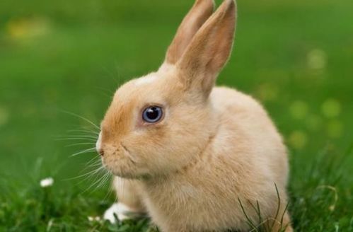 属虎起名家旺合适吗？属虎与属兔相配吗？