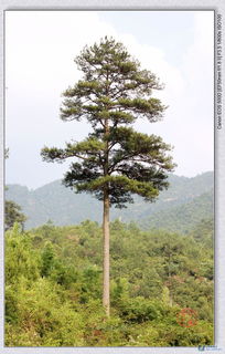 2. 松树的风水作用：聚气、化煞与招财