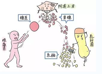 a）普通药物流产（较低孕周）