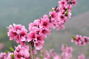 二、 利用异性星强化个人桃花运