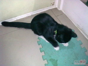 关于满月、 铃铛及特定日期的特殊考量